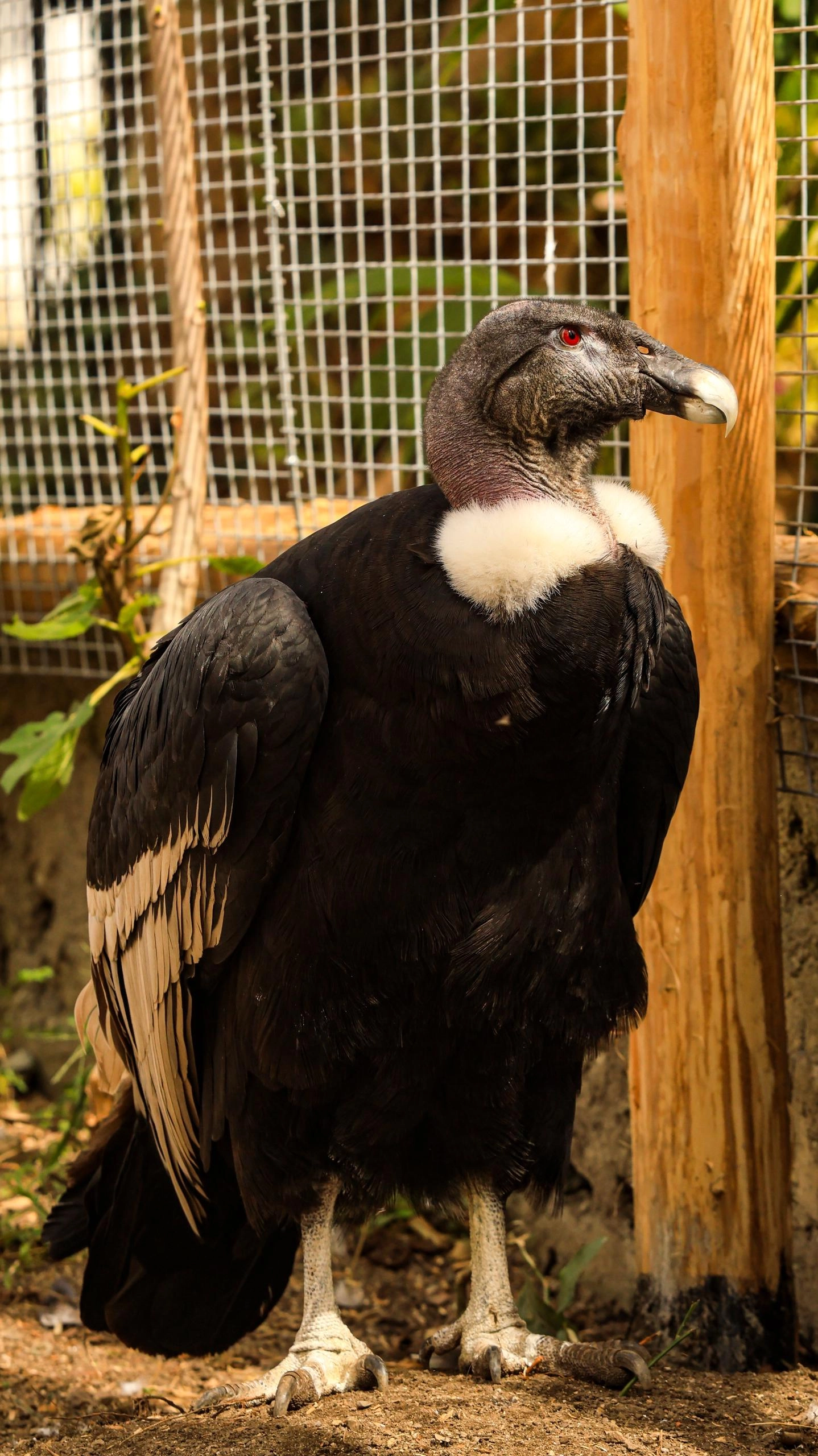 Aves