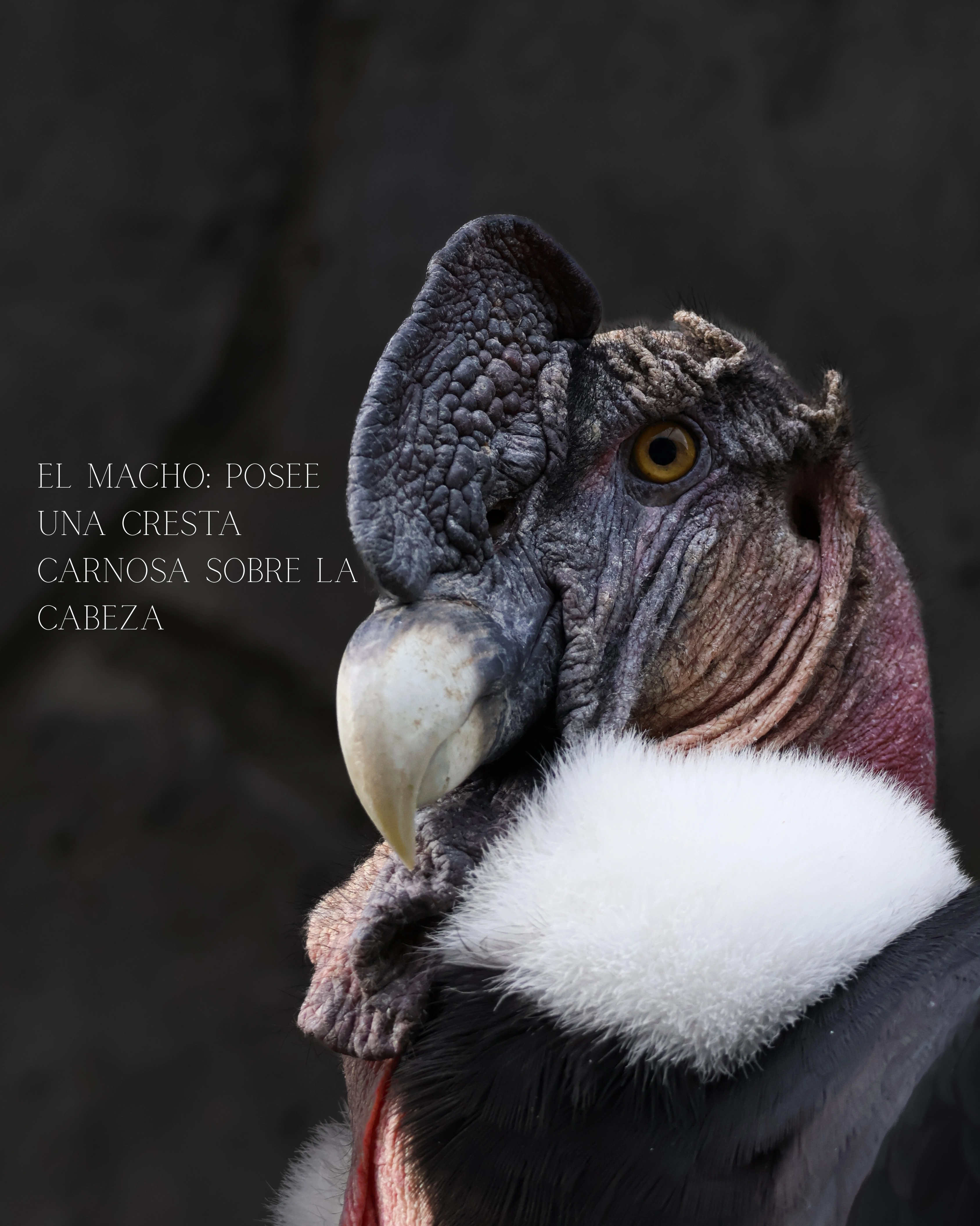 Mirada del Cóndor